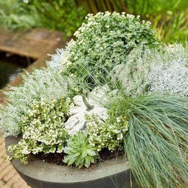 white container plants
