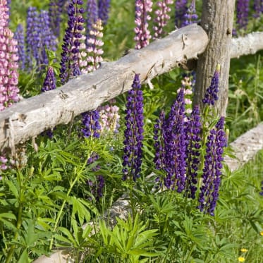fragranze-giardino-fiori-steccato