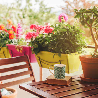 colorful plants