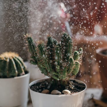 Kaktus gießen