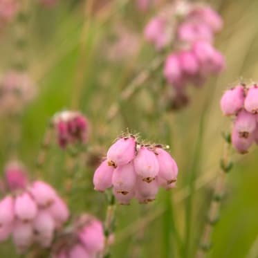 glockenheide_2880_2160