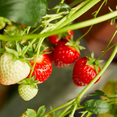 Erdbeeren düngen