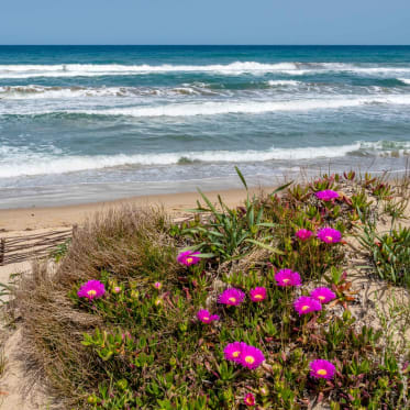 Mittagsblume am Strand