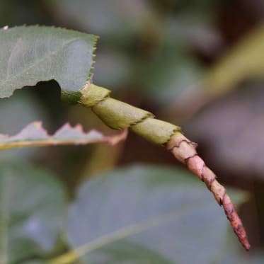 Rosenblattrollwespe Frassschaden