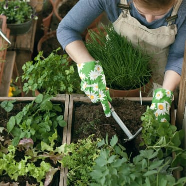 lettuce growing balkony