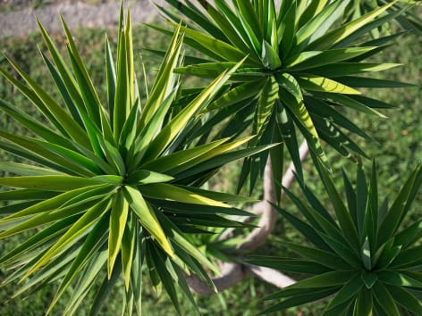Yucca palmlilie