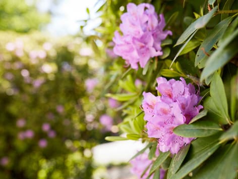 rhododendron-neu