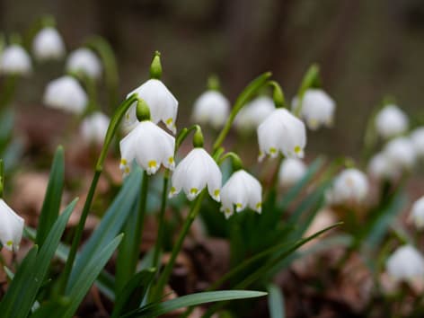 Frühlingsknotenblume