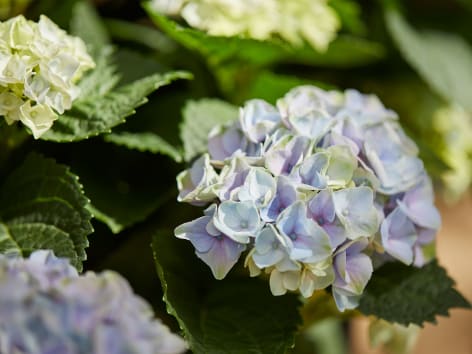 Hortensie