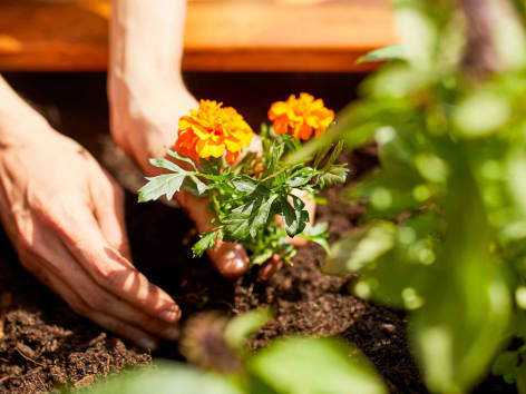 Tagetes pflanzen im Hochbeet