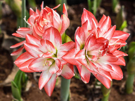 Amaryllis