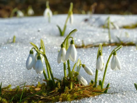 Schneeglöckchen