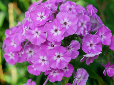 phlox