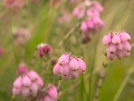 glockenheide_2880_2160