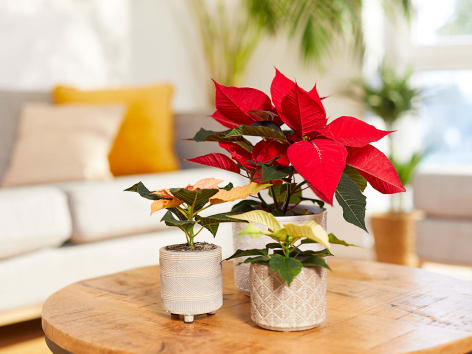 Poinsettie