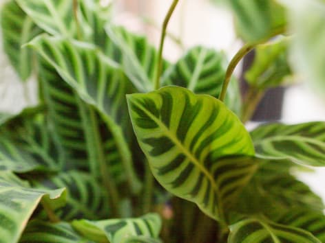 Calathea