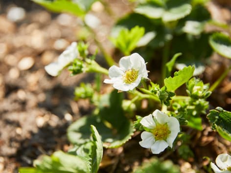 Erdbeerblüte