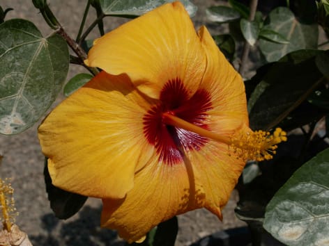 Hibiskusbluete Gelb