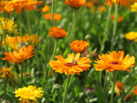 Calendula Blüte Biene