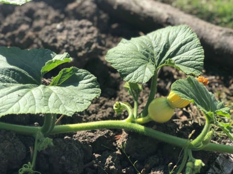 Gartenkuerbis Frucht