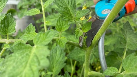 tomaten ausgeizen