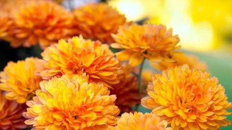 Chrysantheme