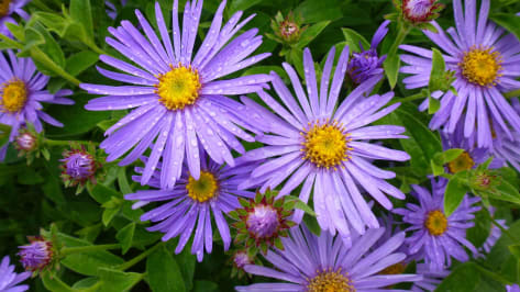 Aster