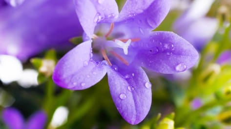 campanula