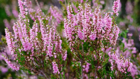 Winterheide