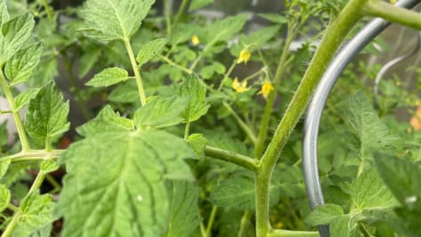 tomaten ausgeizen