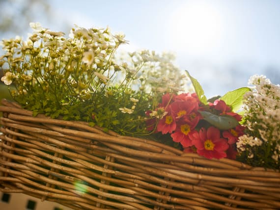 Frühblüher auf dem Balkon