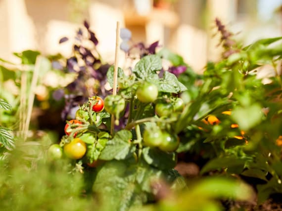 raised bed