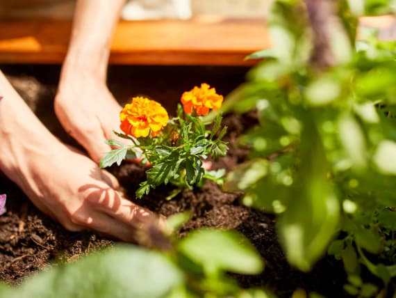 raised bed