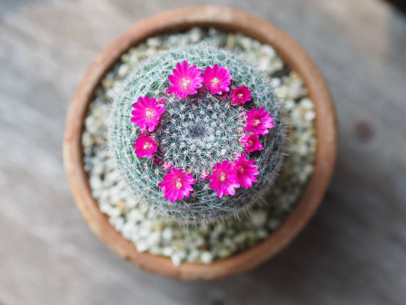 Kaktus mit pinker Blüte