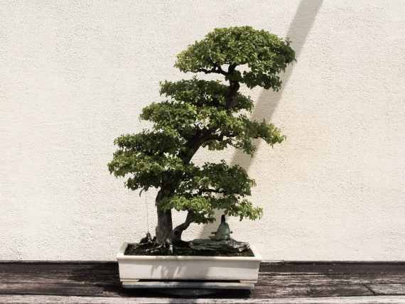 bonsai bonsai