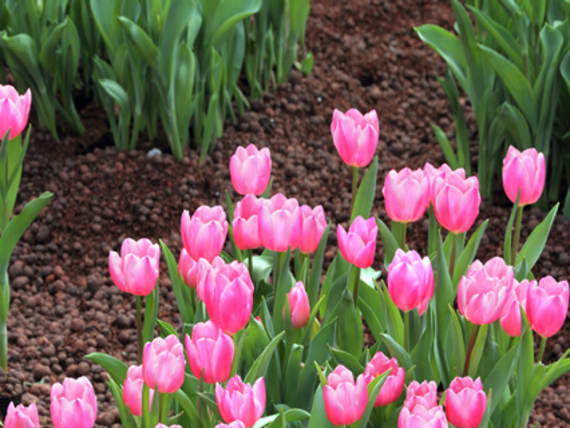 tulipani-pacciamatura