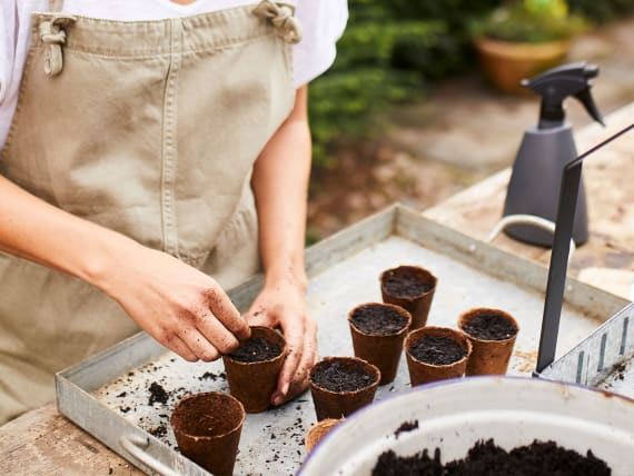 sowing vegetables