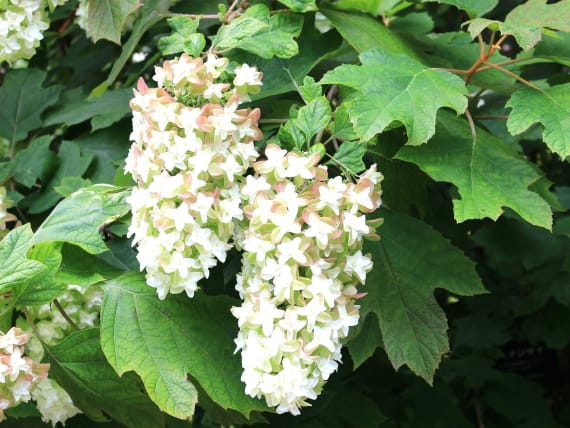 Eichblättrige Hortensie