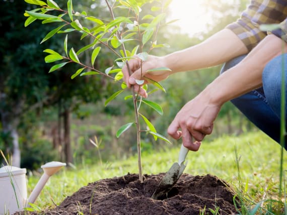 planting correctly