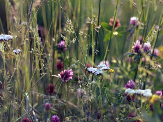 Natural lawn