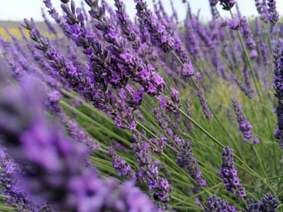 lavanda