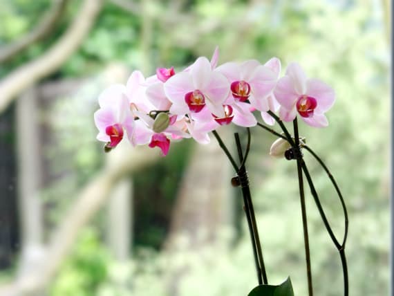 Orchidée