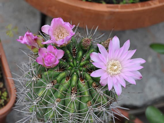 cactus fiorito