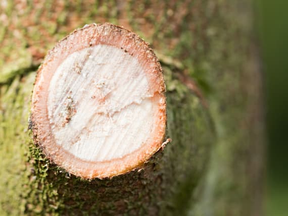 potare alberi