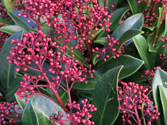 skimmia