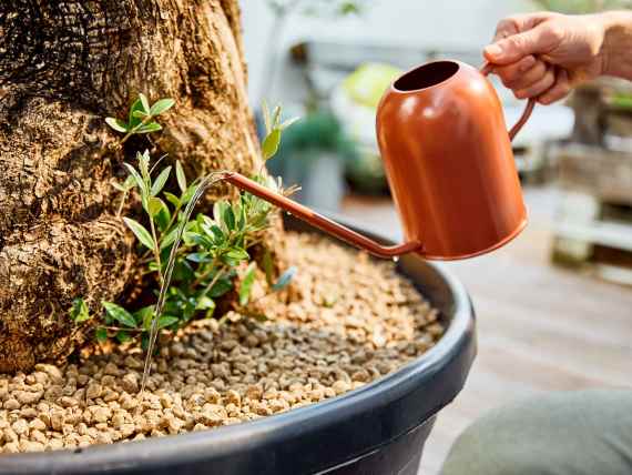 Eine Hand bewässert eine große Pflanze, die auf einer Dachterrasse steht