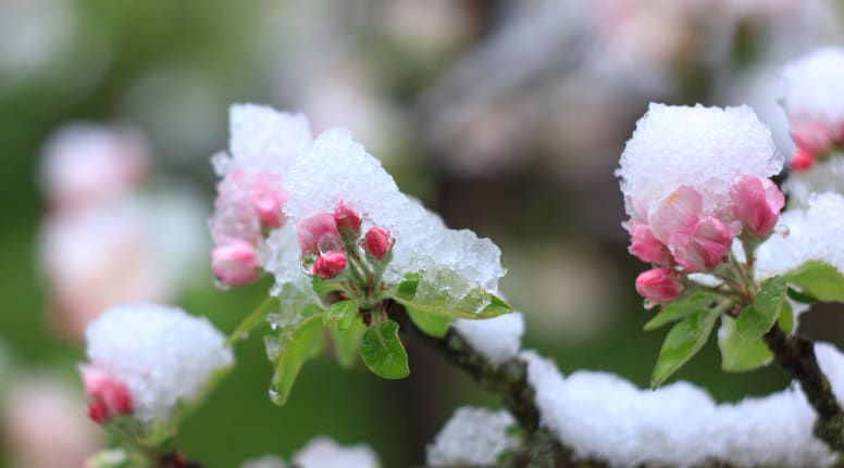 Baumpflege-gefrorene-Apfelblüte