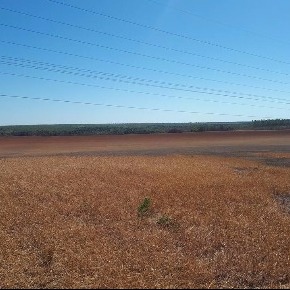 Agrohungaro - Tocantins