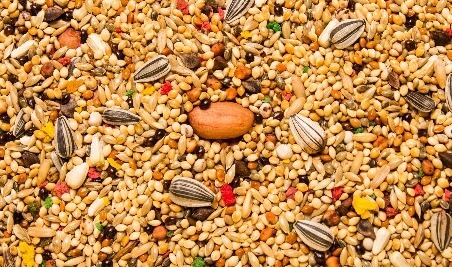 CALOPSITA E AGAPORNIS - 500g / 5kg