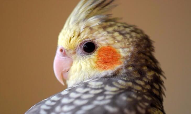 ADQUIRINDO SUA PRIMEIRA CALOPSITA